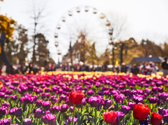 Floriade 2023: How to Boost Your Canberra Property's Street Appeal